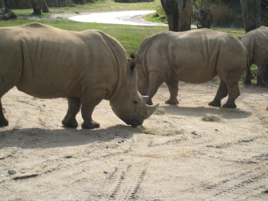 The safari ride by Tim (02-24-2011 10:22)