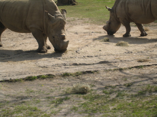 The safari ride by Tim (02-24-2011 10:22)