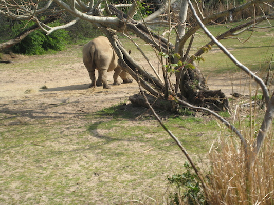 The safari ride by Tim (02-24-2011 10:22)