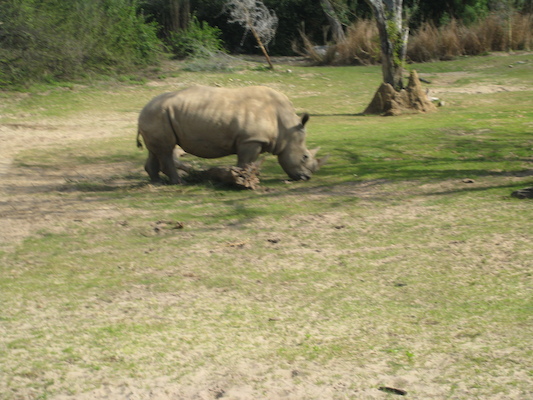 The safari ride by Tim (02-24-2011 10:22)