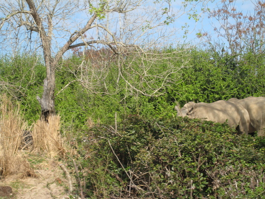 The safari ride by Tim (02-24-2011 10:24)