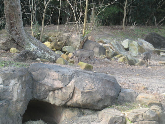 The safari ride by Tim (02-24-2011 10:25)