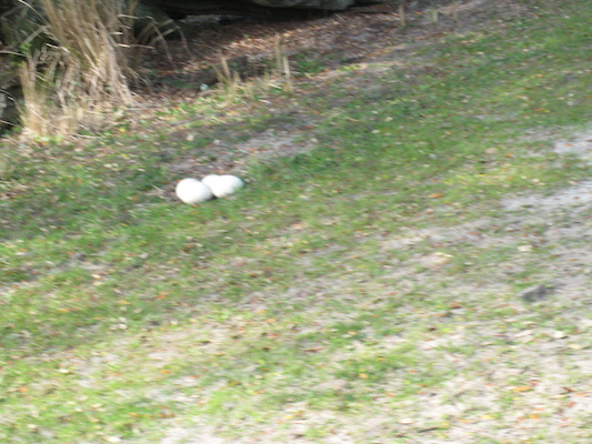 The safari ride by Tim (02-24-2011 10:25)