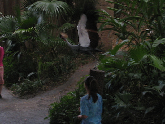 Bird show (02-24-2011 13:22)