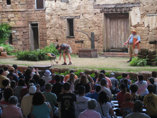 Bird show (02-24-2011 13:23)