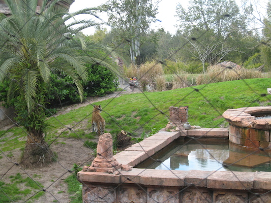 Tigers at the AK (02-24-2011 13:47)