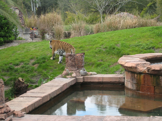 Tigers at the AK (02-24-2011 13:47)