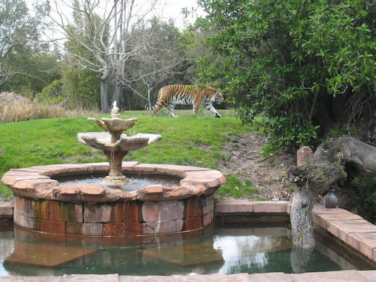 Tigers at the AK (02-24-2011 13:48)