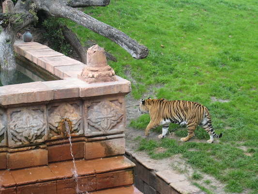 Tigers at the AK (02-24-2011 13:48)