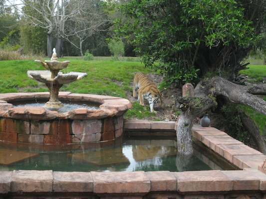 Tigers at the AK (02-24-2011 13:48)