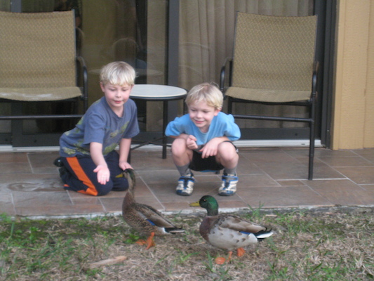 Tim and Cole with the ducks at the Polynesian (02-26-2011 17:17)