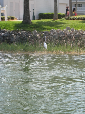 On the ferry from the MK to Polynesian (02-27-2011 13:04)