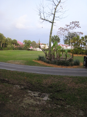 Panorama from the room at the Polynesian (03-01-2011 07:08)