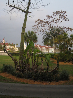 View from the room at the Poly (03-01-2011 07:09)