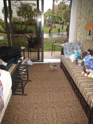 Tim and Cole watching the duck in the room (03-01-2011 07:56)