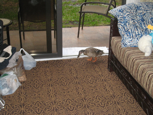 Tim and Cole watching the duck in the room (03-01-2011 07:56)