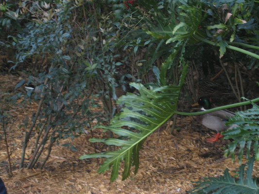 Ducks... digging? (03-01-2011 16:19)