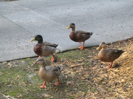 Ducks (03-01-2011 16:19)