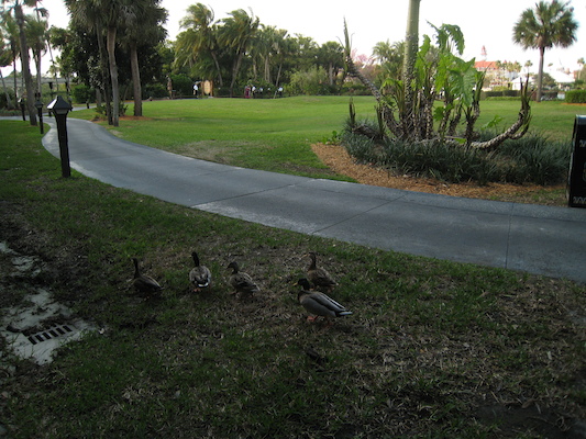 Ducks (03-01-2011 16:19)