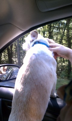 Emily riding in the car (09-05-2010 10:44)