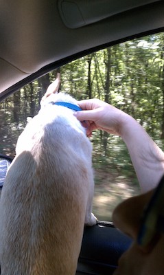 Emily riding in the car (09-05-2010 10:44)
