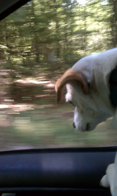 Emily riding in the car (09-05-2010 10:44)
