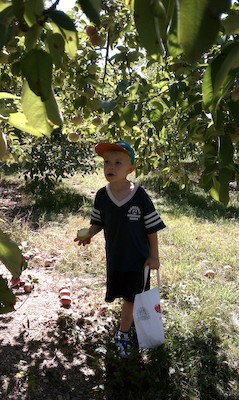 Cole picking apples (09-11-2010 14:33)