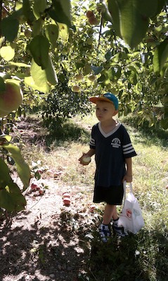 Cole picking apples (09-11-2010 14:34)