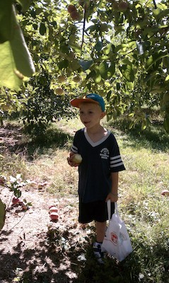 Cole picking apples (09-11-2010 14:34)