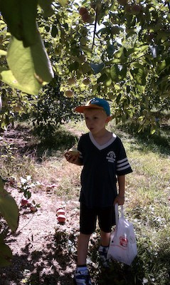 Cole picking apples (09-11-2010 14:34)