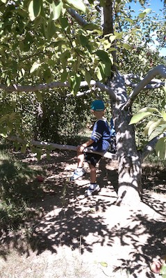 Cole picking apples (09-11-2010 14:47)