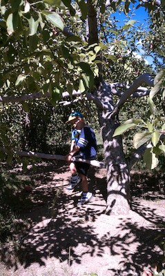 Cole picking apples (09-11-2010 14:47)