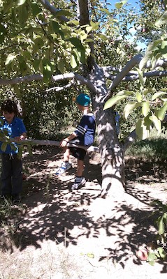 Cole picking apples (09-11-2010 14:47)