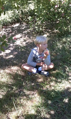 Tim picking apples (09-11-2010 14:47)