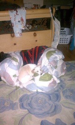 Spot the Emily (09-13-2010 19:15)