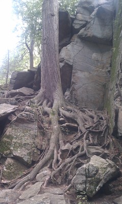 Gnarled tree (09-18-2010 15:06)