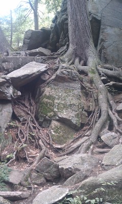 Gnarled tree (09-18-2010 15:06)