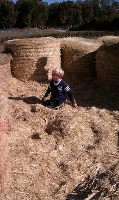 Cole in the hay maze (10-23-2010 13:47)