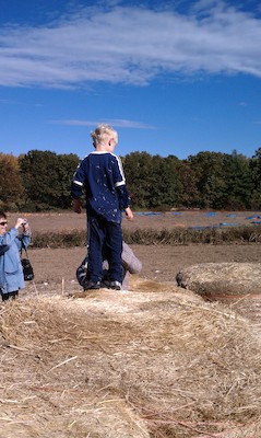 Cole in the hay maze (10-23-2010 13:47)