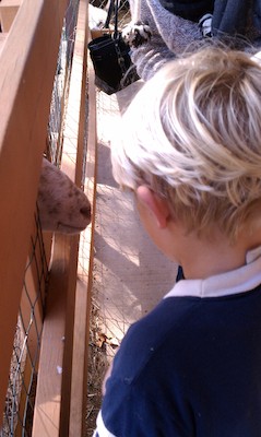 Tim watching the sheep (10-23-2010 13:57)