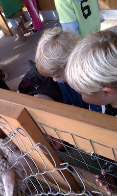 Cole and Tim watching the sheep (10-23-2010 13:57)