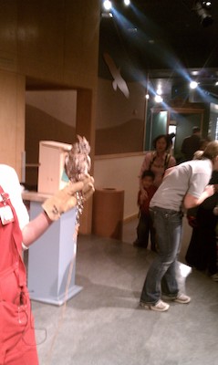 Screech owl (12-28-2010 11:19)