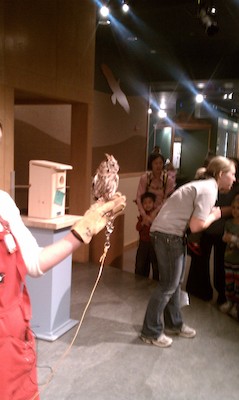 Screech owl (12-28-2010 11:19)