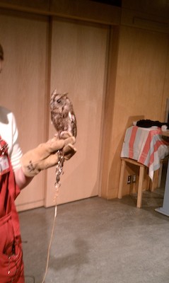 Screech owl (12-28-2010 11:20)