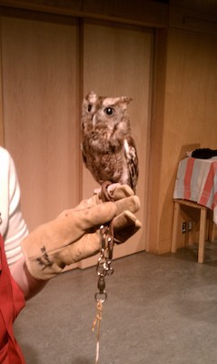 Screech owl (12-28-2010 11:21)