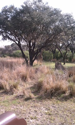Giraffes at Disney (02-24-2011 10:14)