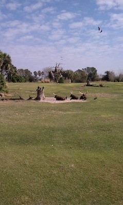 The Disney safari (02-24-2011 10:15)