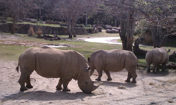 Rhinos at Disney (02-24-2011 10:21)