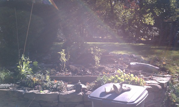 Vegetable garden (10-22-2010 10:20)