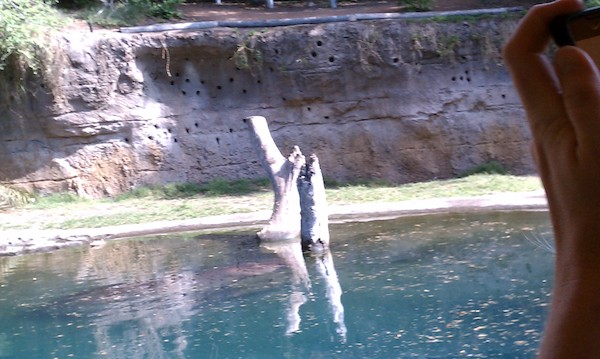 Hippos at the AK (02-24-2011 10:09)